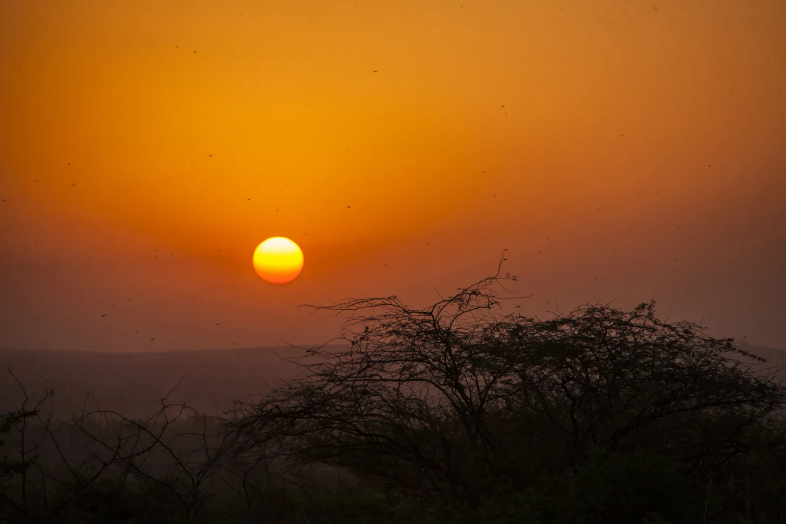 Décor naturel au coucher de soleil, Sénégal